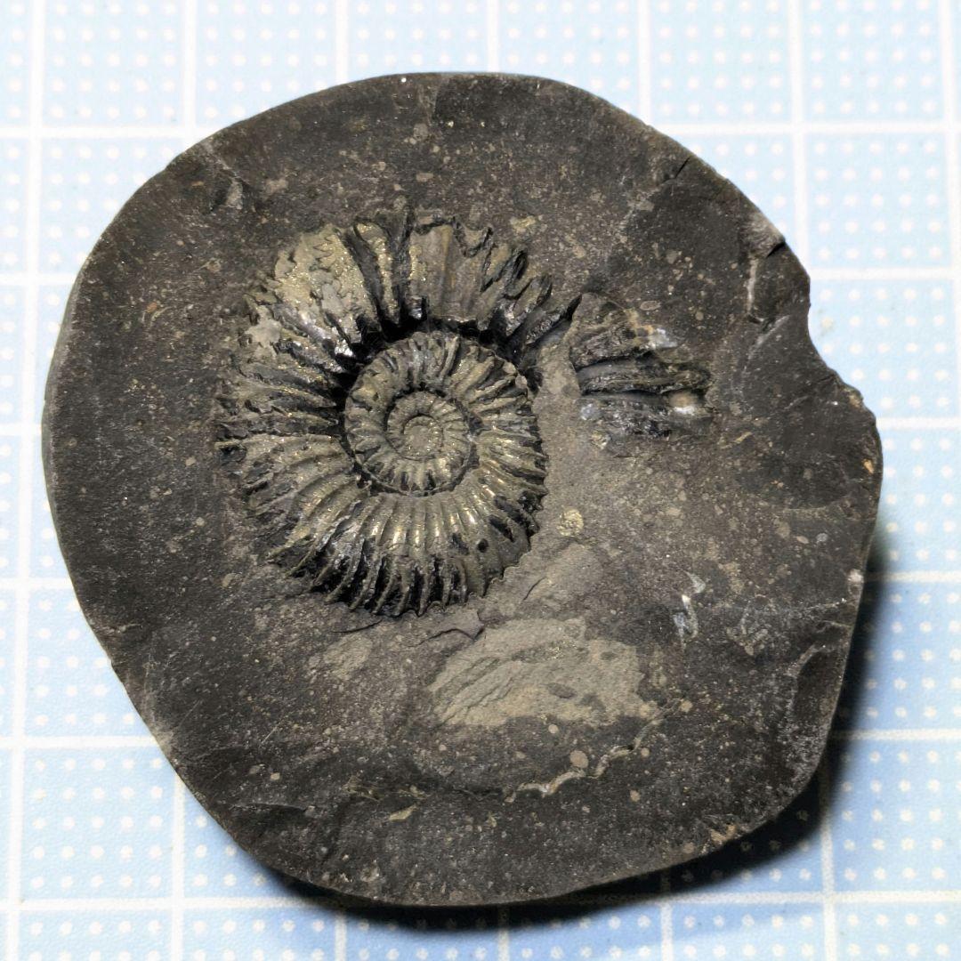 ネパール産アンモナイト化石 - メルカリ