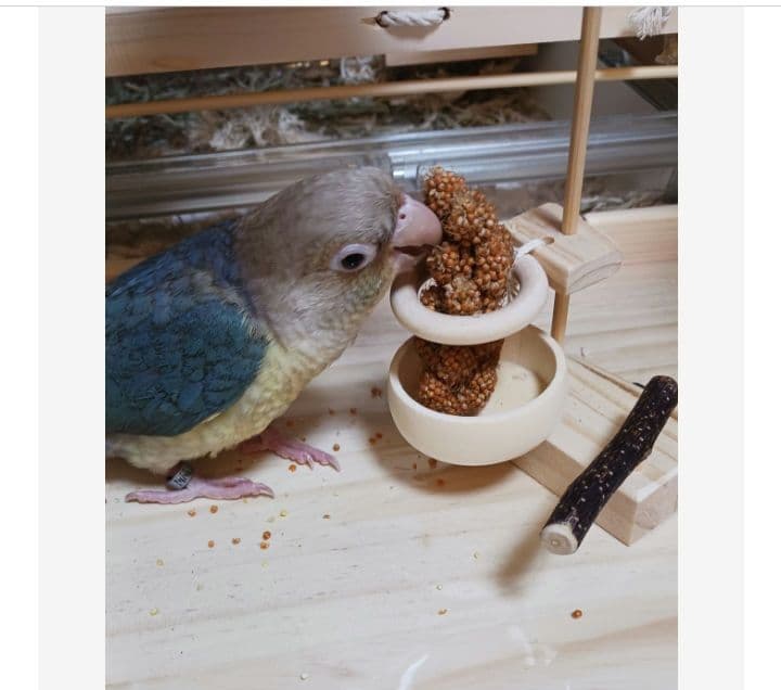 a17 粟の穂ホルダ バードトイ インコ 止まり木