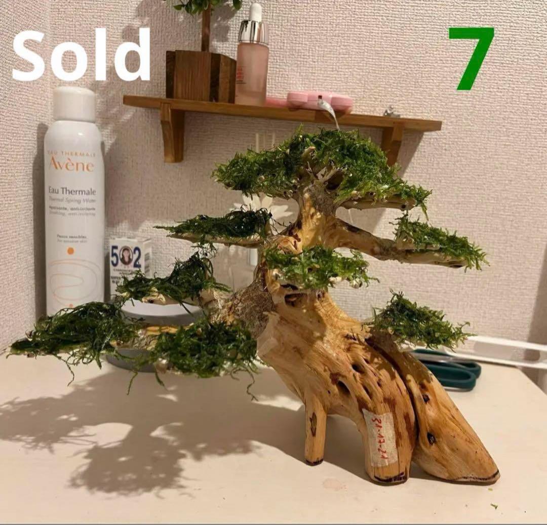 流木盆栽付き石 南米ウィローモス アヌビアス 水槽アクアリウム mini