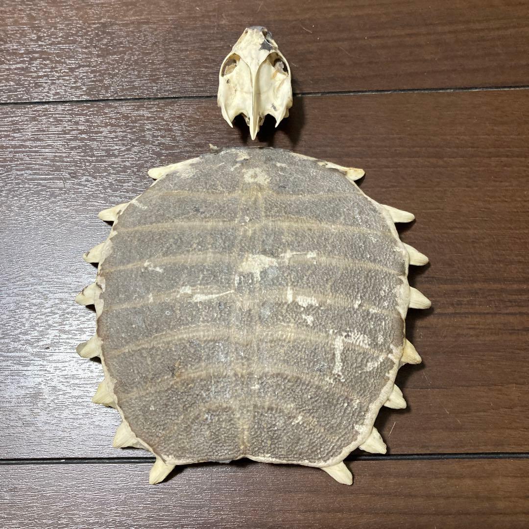 亀の骨標本（甲羅・頭骨付き）すっぽん - メルカリ