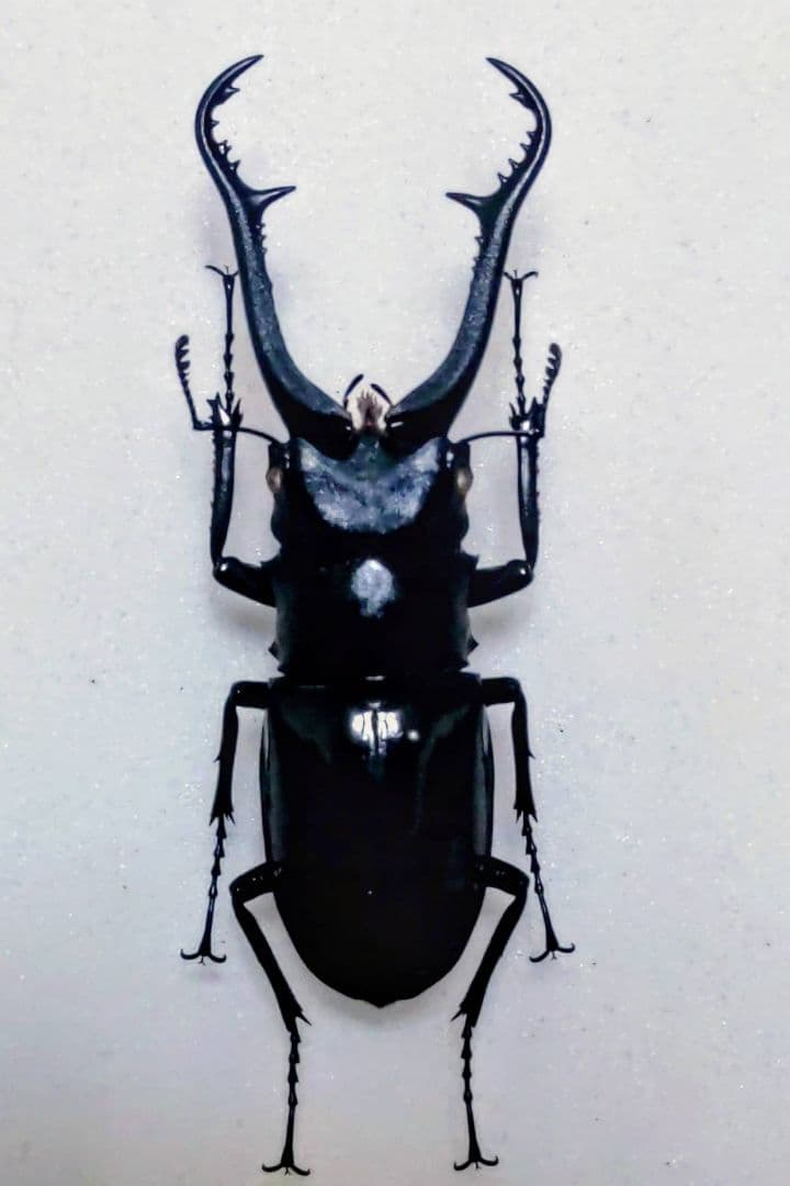 異常型】イエローテール型 ヒメギフチョウ（1オス、静内/北海道）