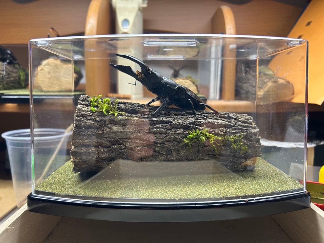 マ*チ様 昆虫標本　LIVE標本　スマトラオオヒラタ 106.4mm