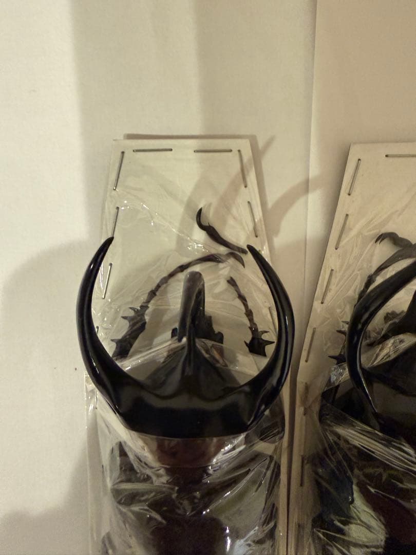 標本 キャメロンハイランド コーカサスオオカブト B品含みます - メルカリ