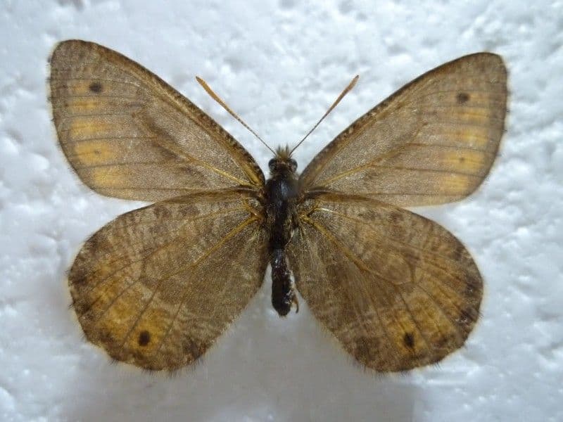 国産蝶標本】タカネヒカゲ/Oeneis norna/富山県.旭岳産/42mm