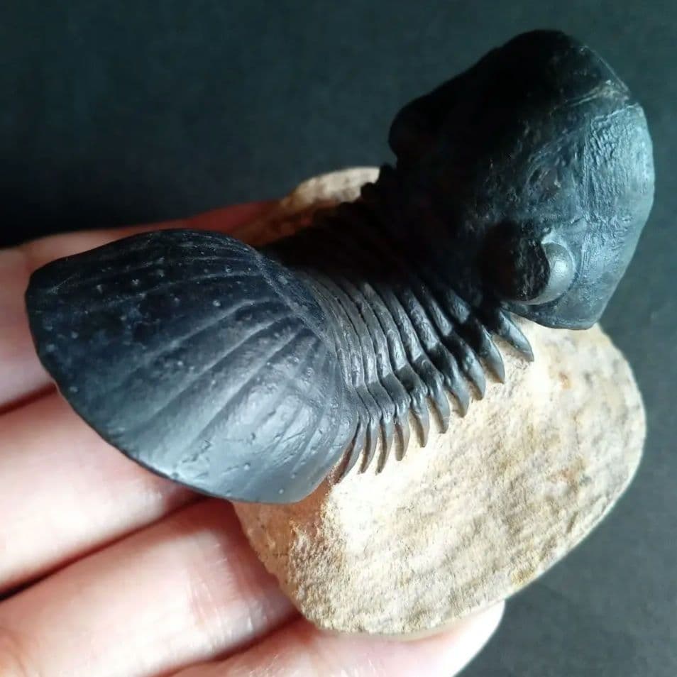 化石標本骨格三葉虫ディクラヌルス極美麗特級標本 化石標本 三葉虫