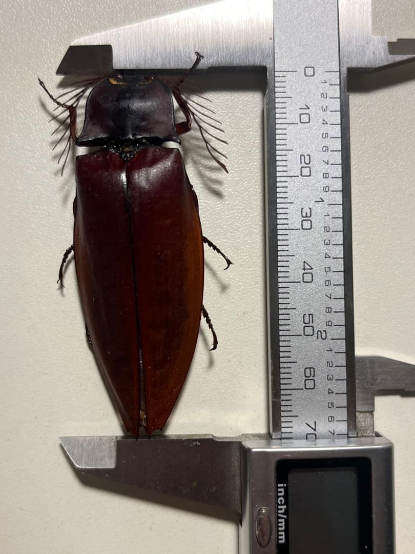 米搗最大級】Oxynopterus sp.コメツキムシ 69mm ハムシ昆虫標