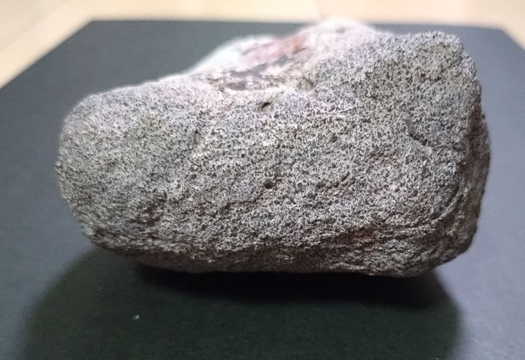 激レア】化石 フィトサウルス類レドンダサウルスの脚 - メルカリ