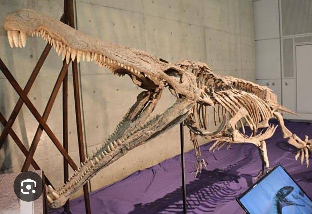 激レア】化石 フィトサウルス類レドンダサウルスの脚 - メルカリ