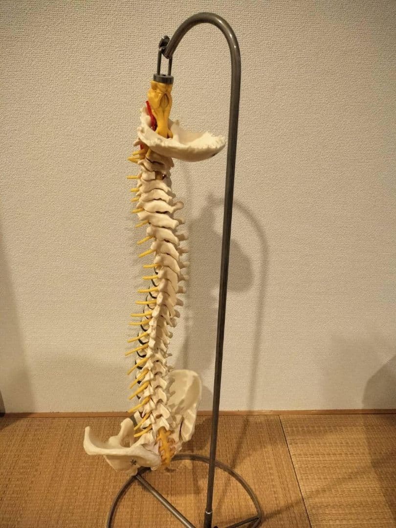 脊柱模型90cm 骨格標本 スタンド付き 人体模型 カイロ 整体 整骨院 鍼灸