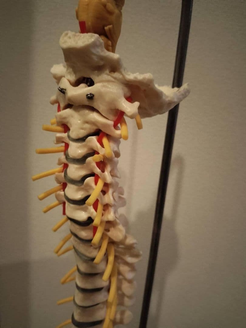脊柱模型90cm 骨格標本 スタンド付き 人体模型 カイロ 整体 整骨院 鍼灸