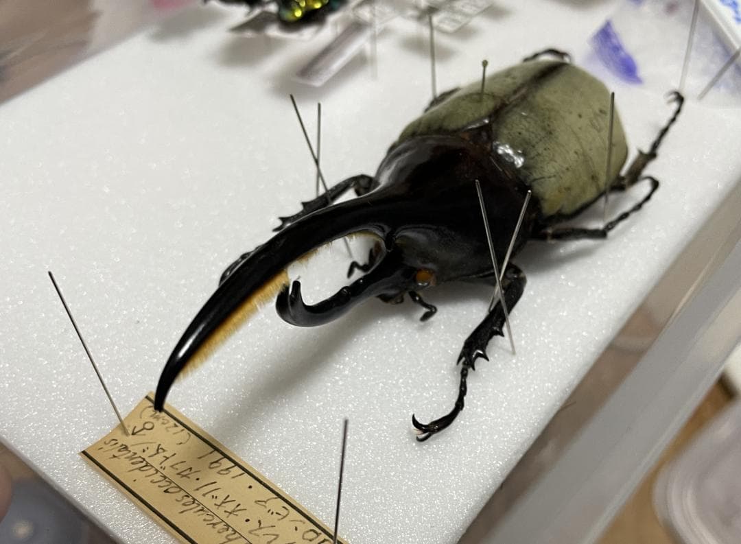 ヘラクレスオオカブト ブルー 標本 野外品 - メルカリ