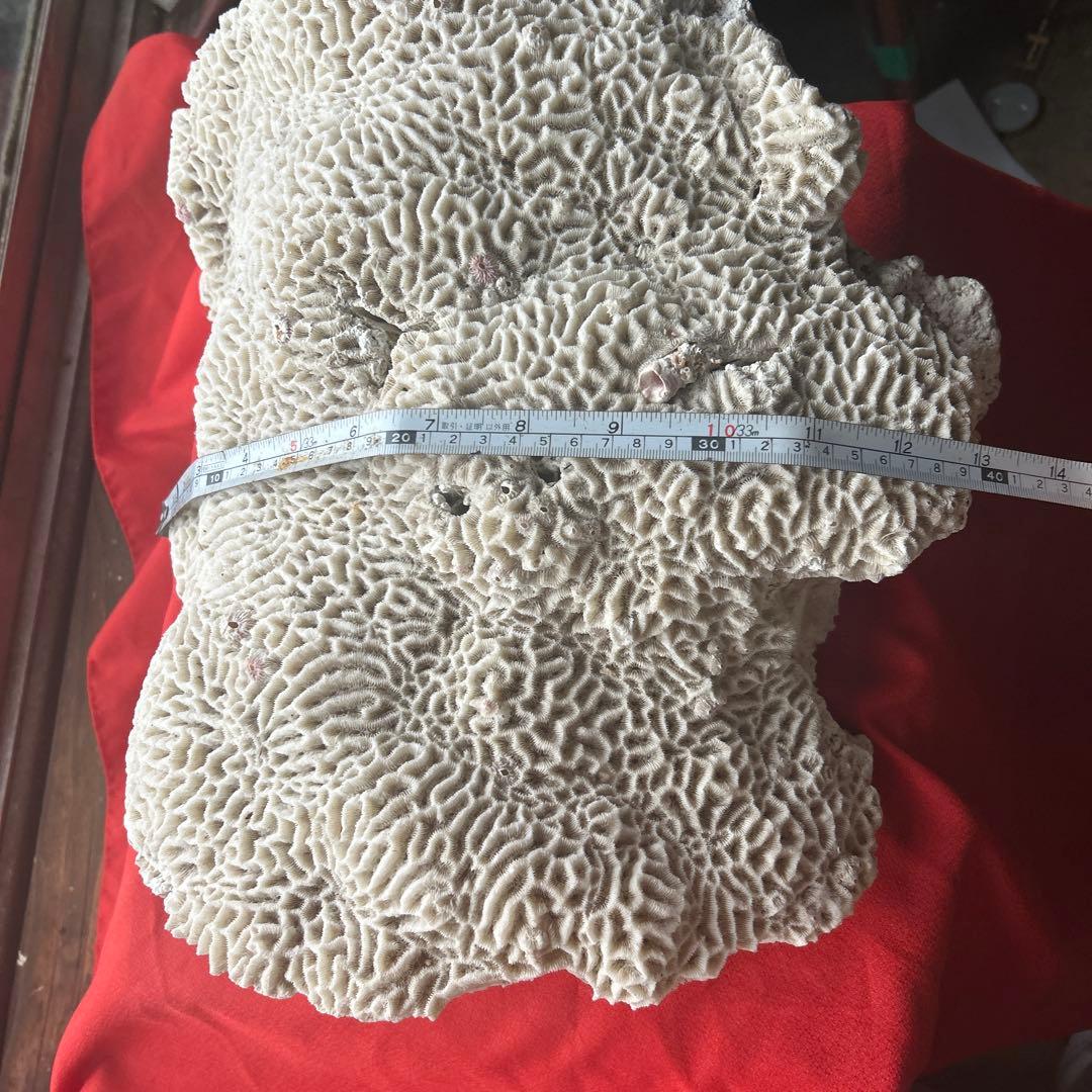 特大 飾り トップ 珊瑚 サンゴ礁 置物 白 海水魚 水槽 レイアウト