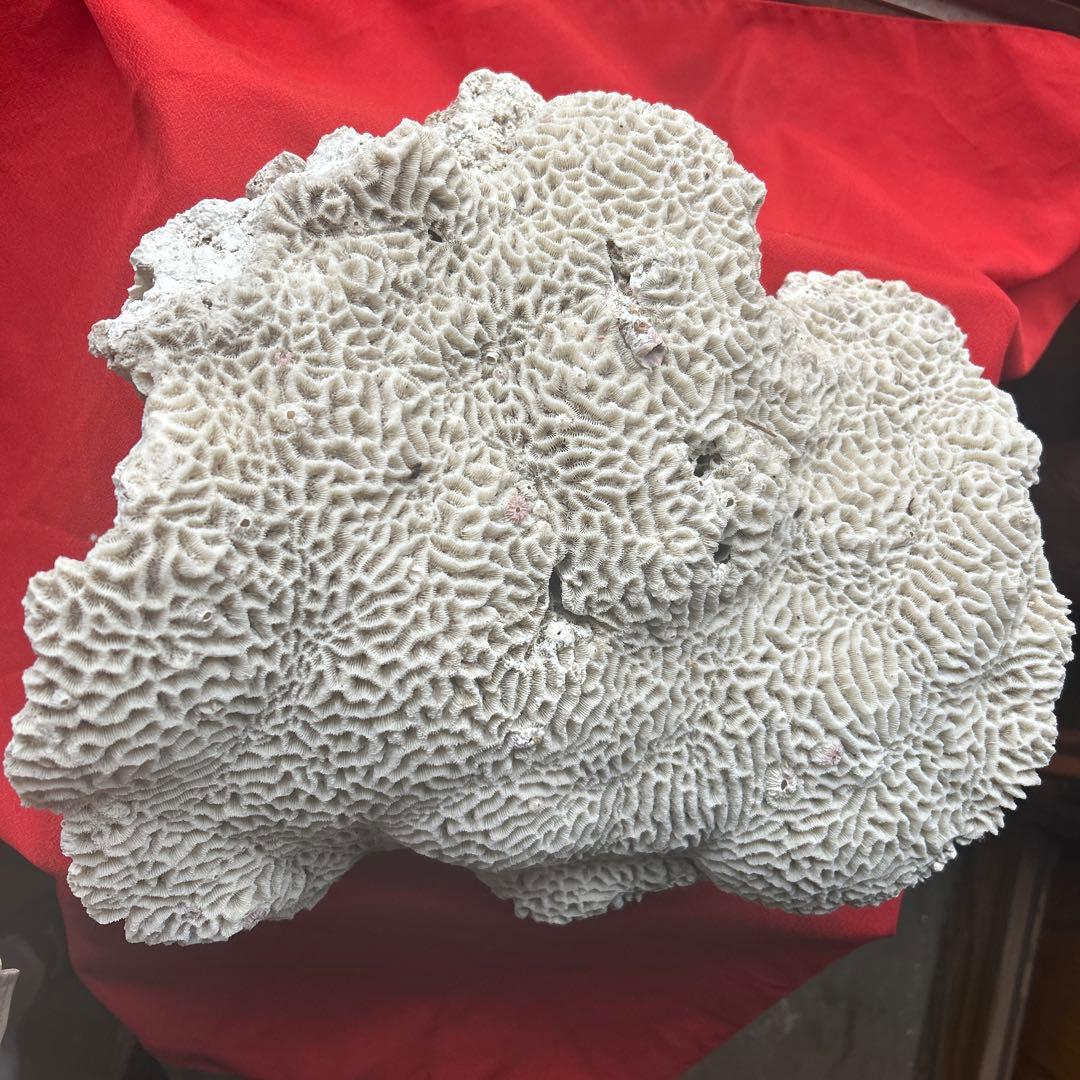 特大 飾り 珊瑚 サンゴ礁 置物 白 海水魚 水槽 レイアウト45cm 大きい