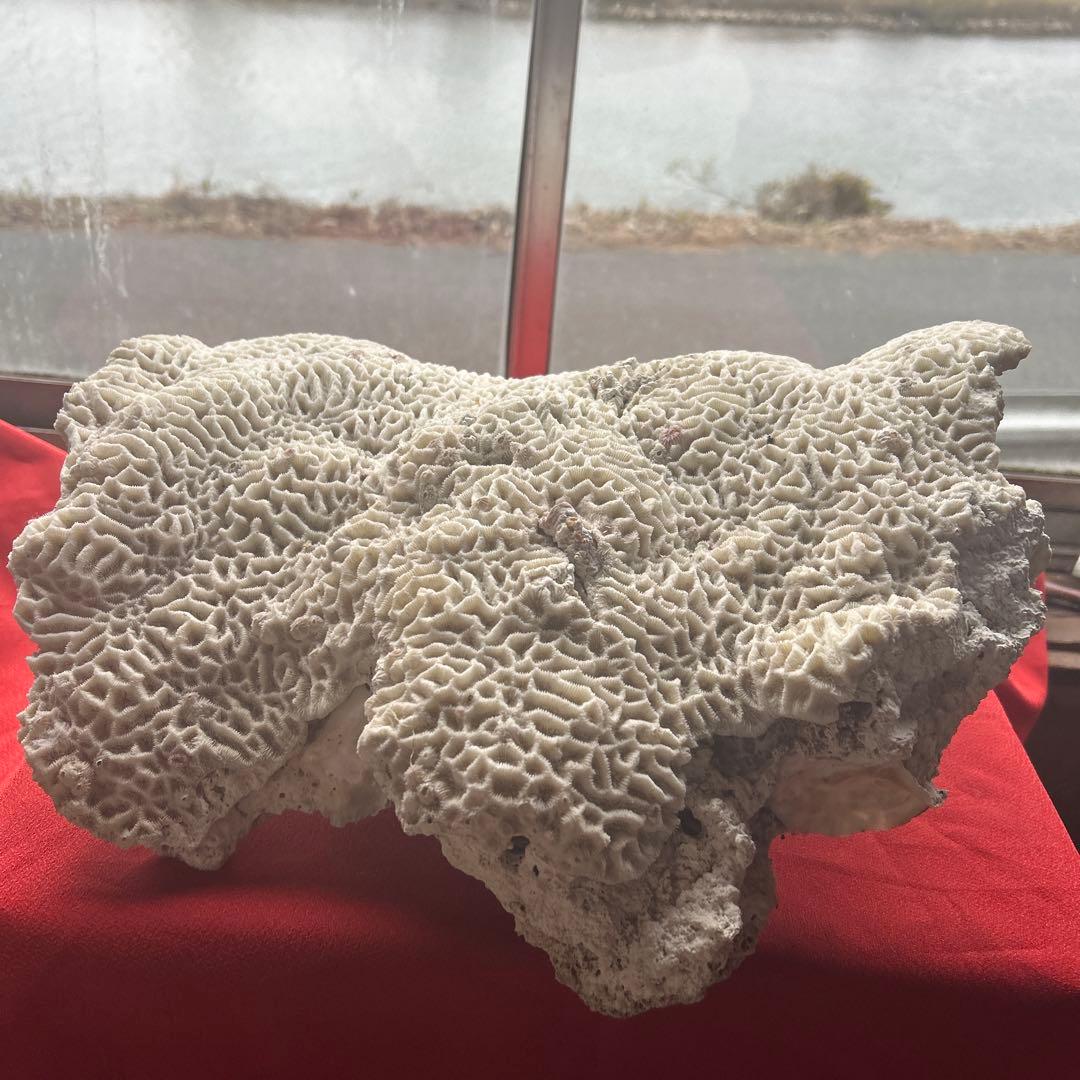 特大 飾り 珊瑚 サンゴ礁 置物 白 海水魚 水槽 レイアウト45cm 大きい
