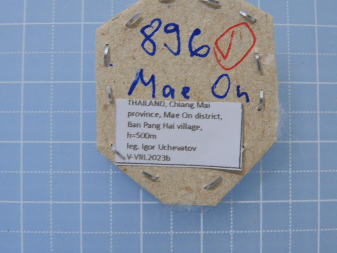 タイ産　ゲンゴロウセット　13-16mm