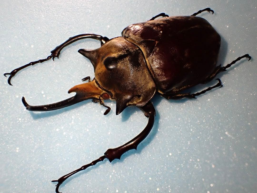 標本】イイジマゾウカブト ベネズエラ産 野外品 119.2ミリ