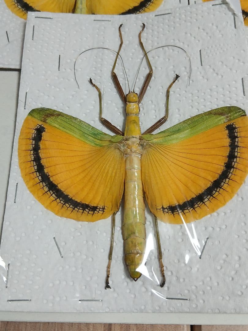 海外産標本｜マレーシア産 ナナフシ（竹節虫）昆虫標本 - メルカリ