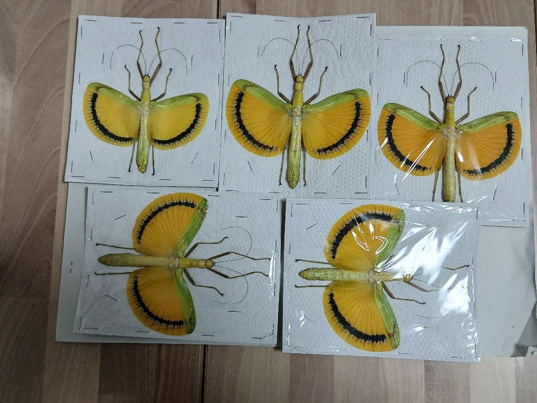 海外産標本｜マレーシア産 ナナフシ（竹節虫）昆虫標本 - メルカリ