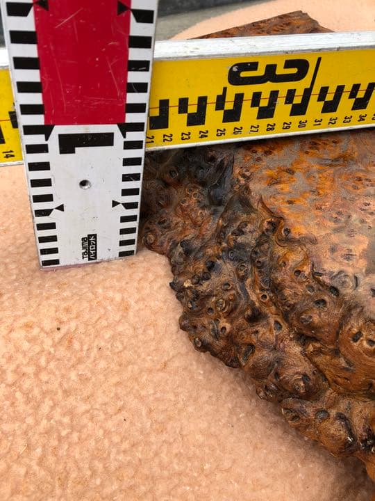 青森ヒバ うずら模様 1枚板 こぶ板 青森ひば一枚板「座卓