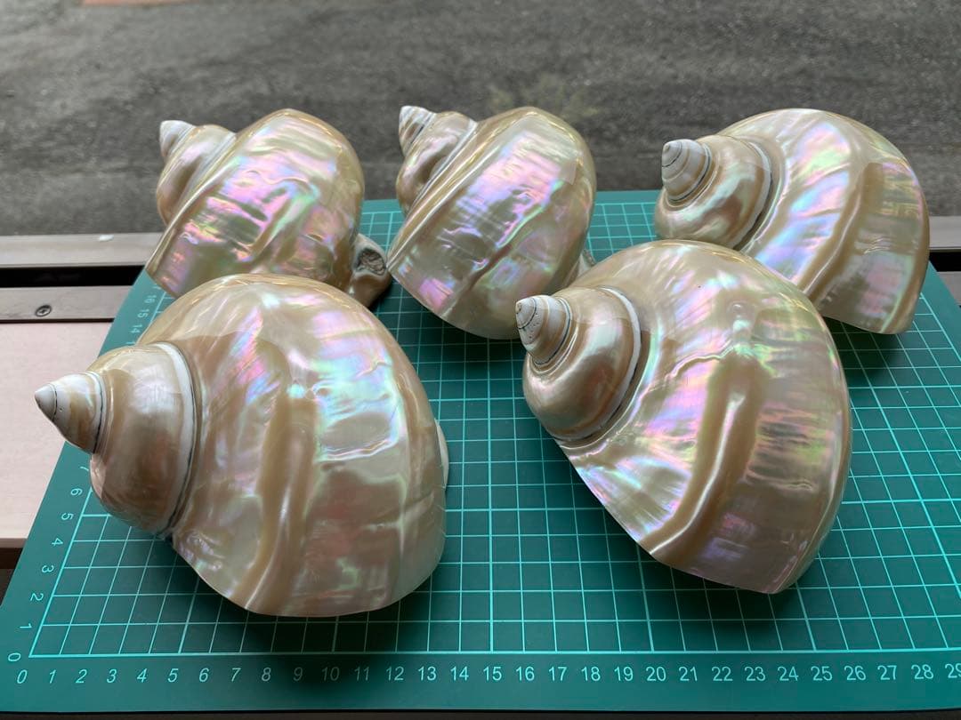夜光貝 まとめ5個セット 美品 12-14cm 置物 色合いが美しい