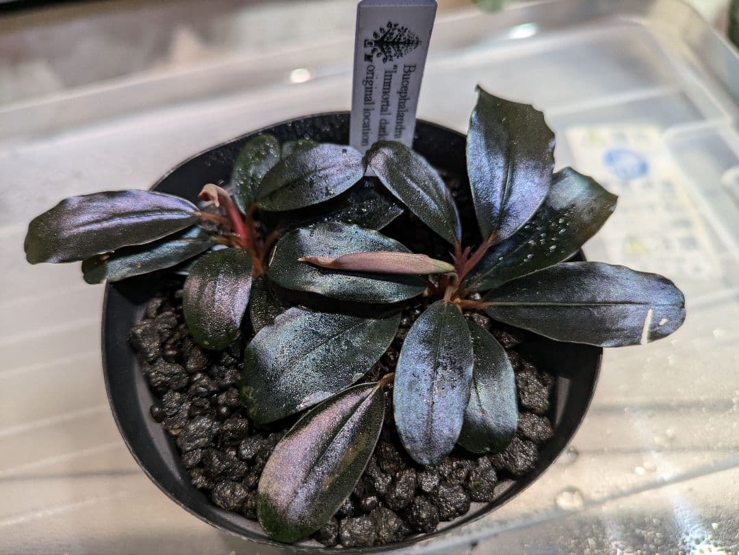 Bucephalandra sp.immortal darkness