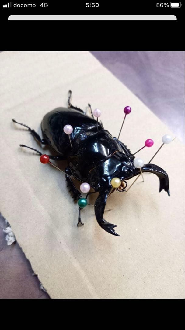 タランドゥスオオツヤクワガタ♂標本