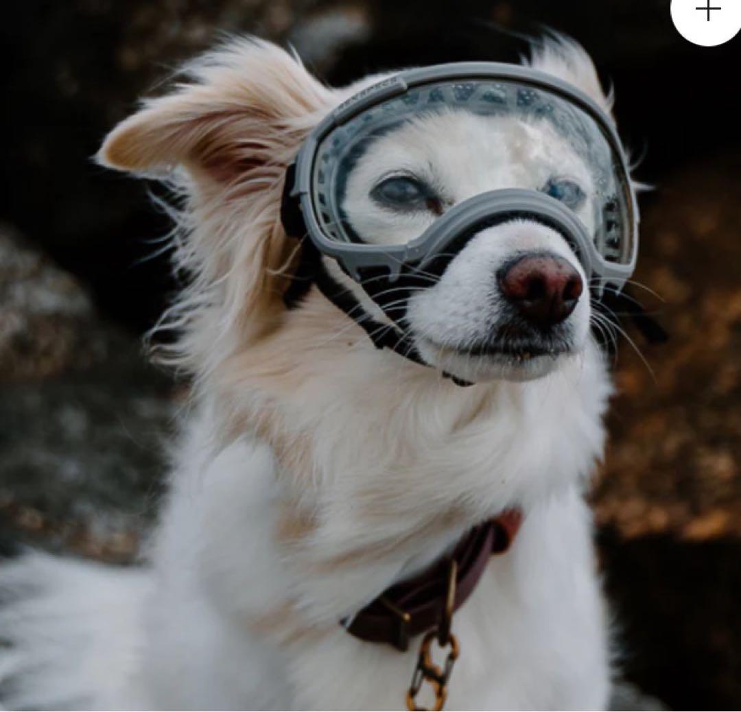 ALPHAICON アルファアイコン REXSPECS ドッグゴーグル ブラック