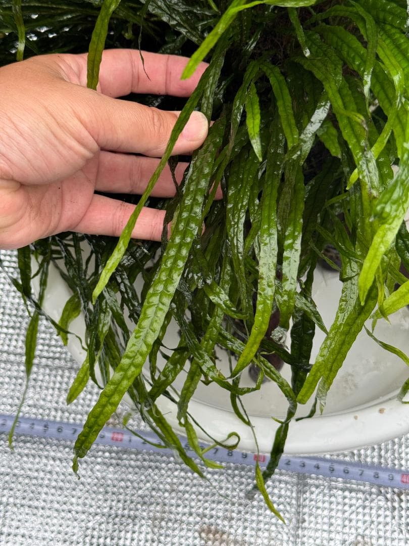 特大株 流木付 ミクロソリウム 本ナローリーフ 写真現物