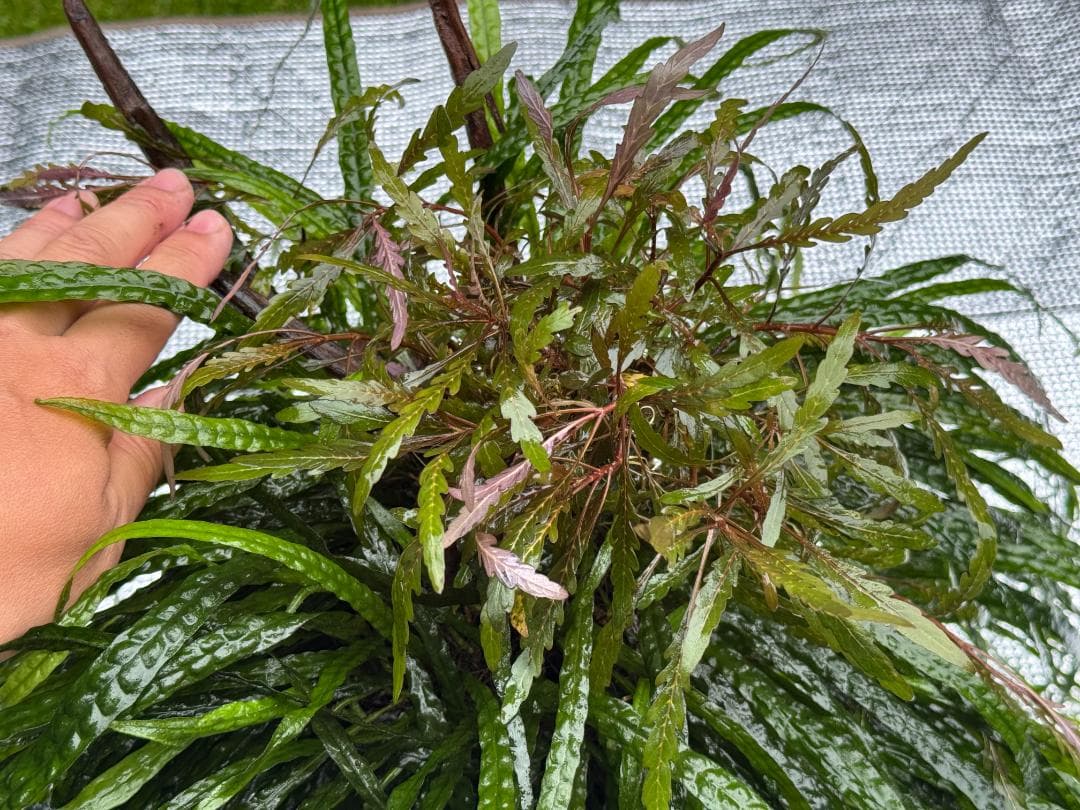 特大株 流木付 ミクロソリウム 本ナローリーフ 写真現物