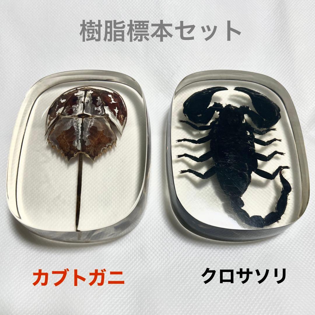 特大カブトガニ標本2体セット カブトガニ甲羅 兜蟹 甲羅 標本 特大