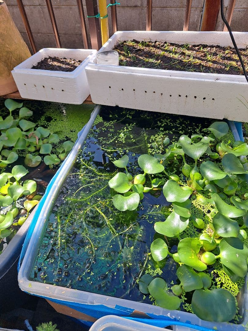 【1000本】天然 アナカリス