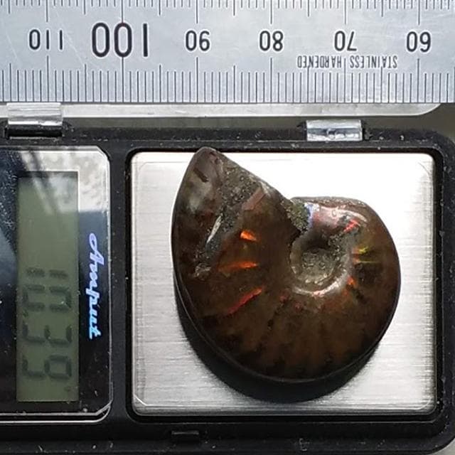 10.39g　アンモナイト　貝化石　マダガスカル産