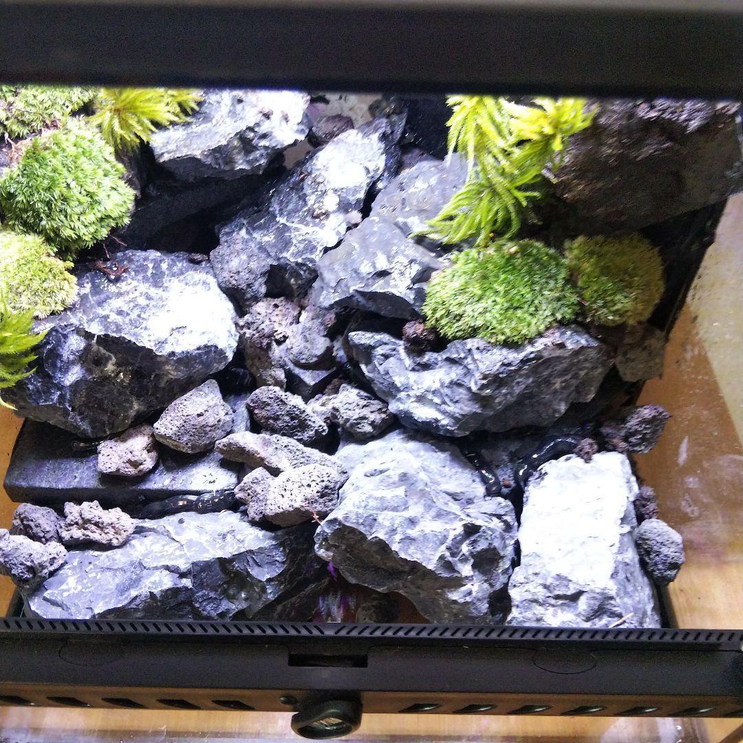 受注生産】イモリウムグラステラリウム3030苔テラリウムアクアテラリウム