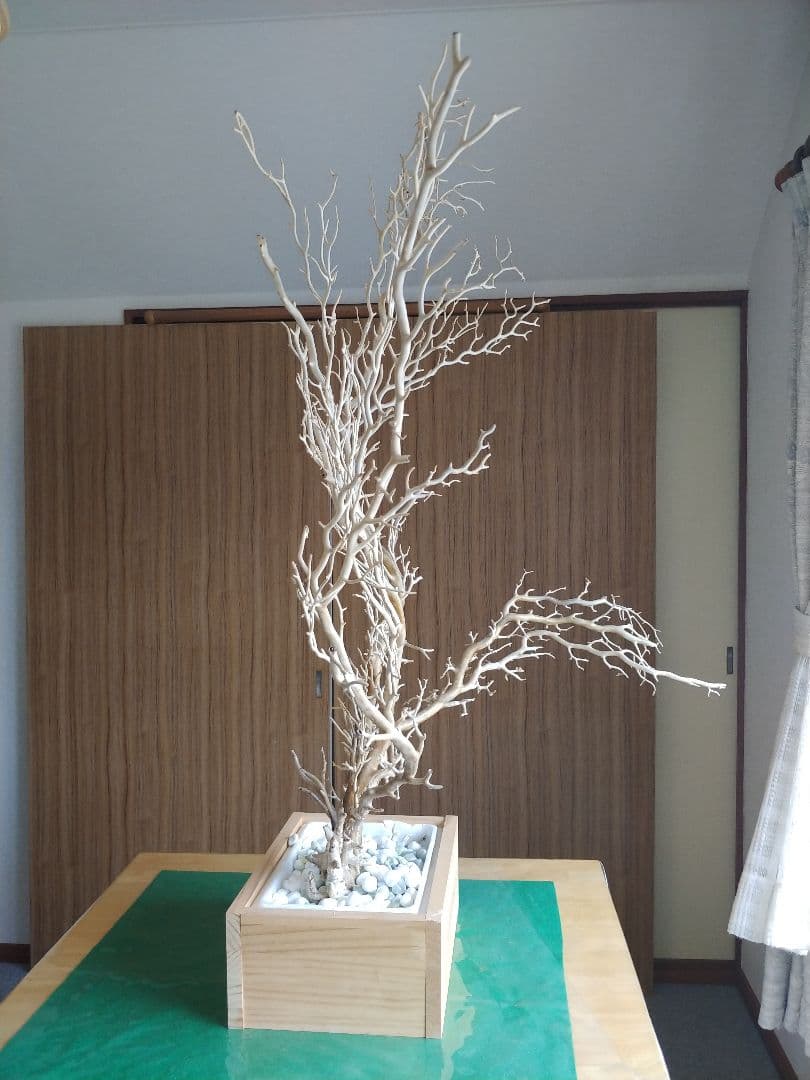 海松 深海松 黒珊瑚 黒珊瑚 深海松 天然海松 深海松 原木 全長 約