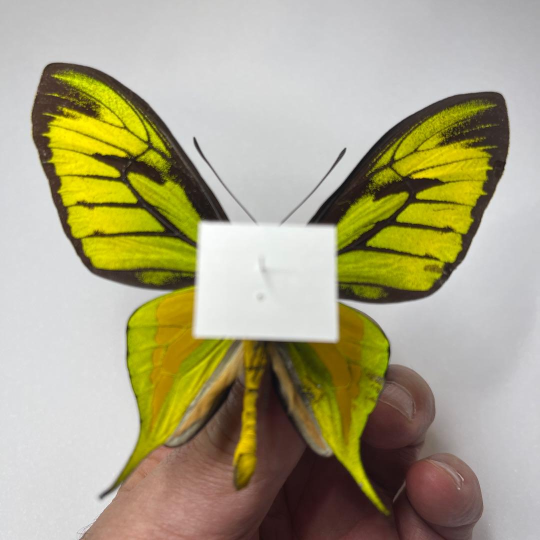 極楽トリバネアゲハ蝶 - メルカリ