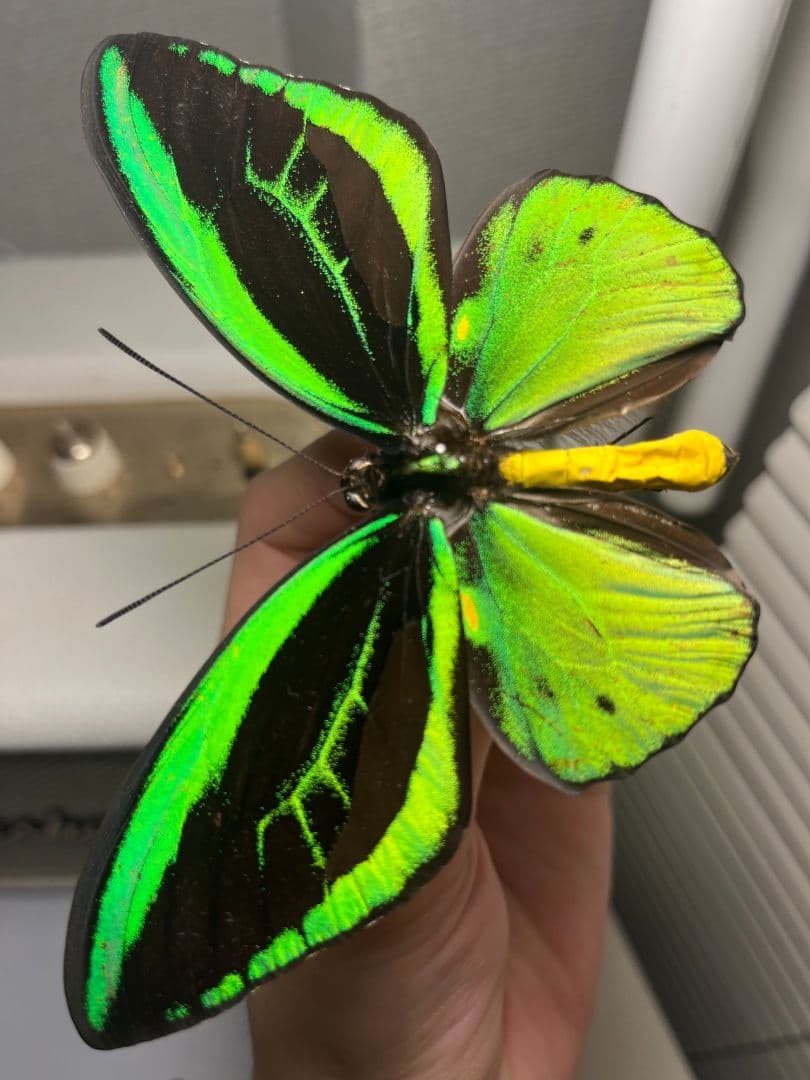 ミドリメガネトリバネアゲハ 展翅標本 外国産蝶標本 標本 蝶 採集品