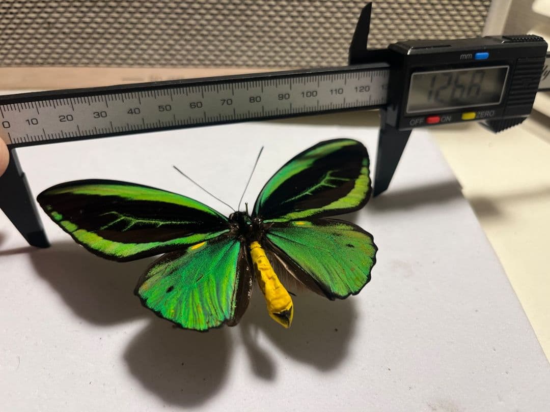ミドリメガネトリバネアゲハ 展翅標本 外国産蝶標本 標本 蝶 採集品