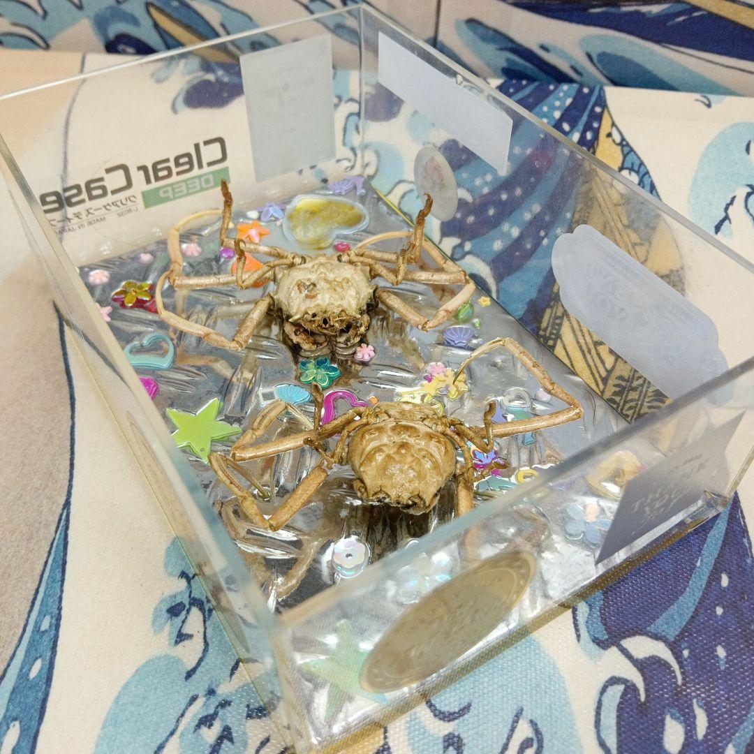 稀少平家怨霊讃岐國屋島檀ノ浦長門國下関壇之浦源平合戦凹凸立体平家蟹