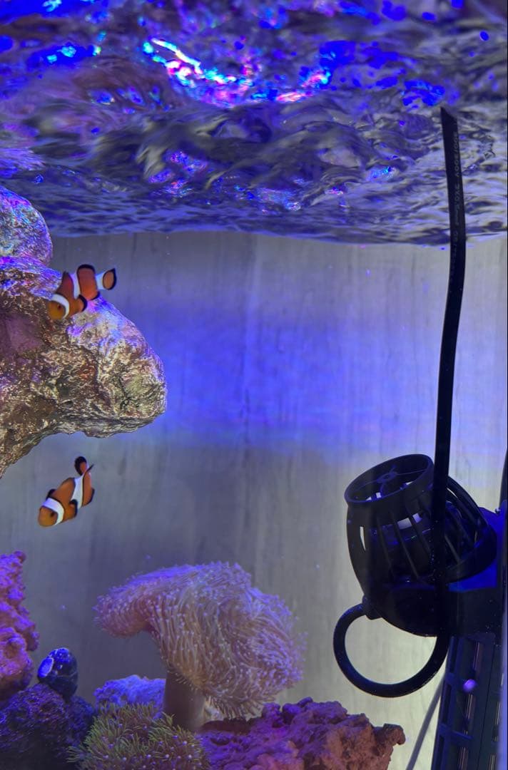 はげもやし様専用】Vesta Wave ポンプ 15W 4000L/h はげもやし様専用