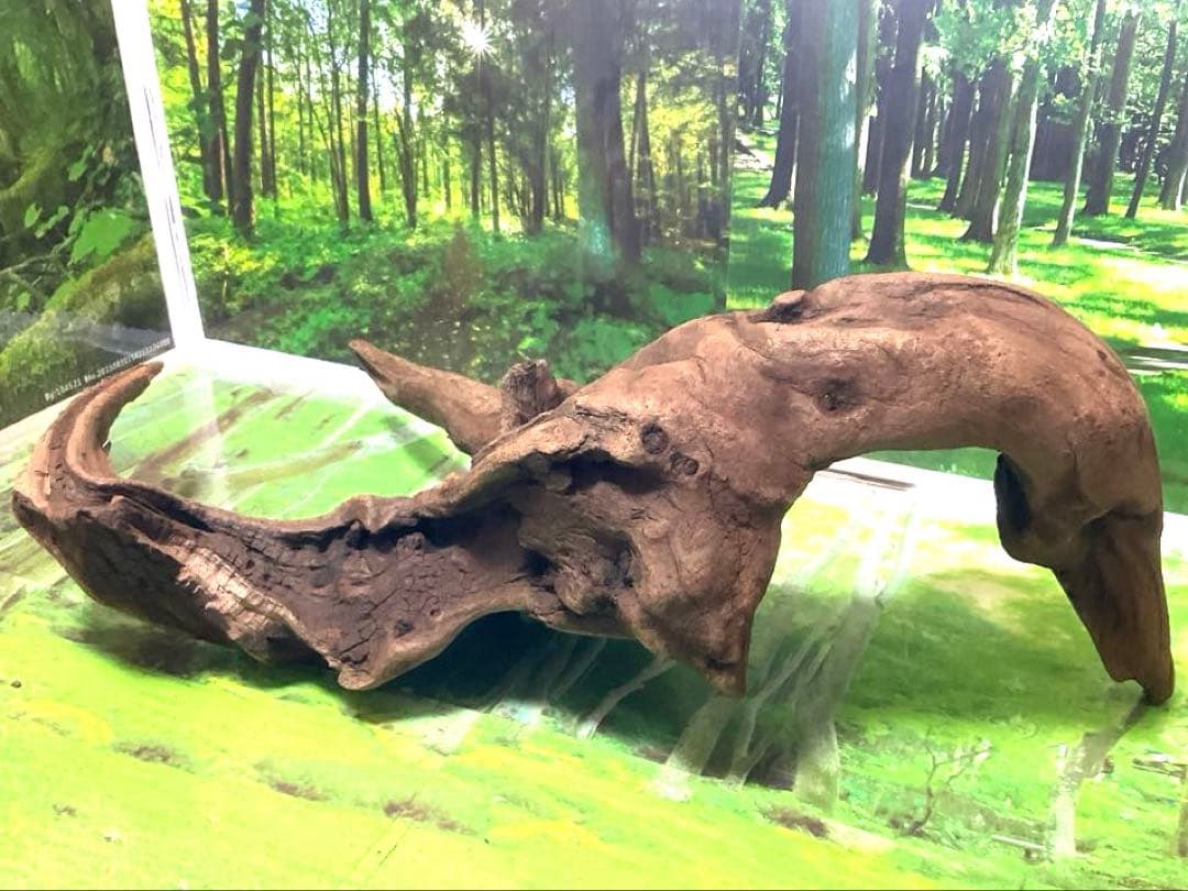 ココタルト　3点♪大ツノ2本のイケメン大型ホーンウッド等