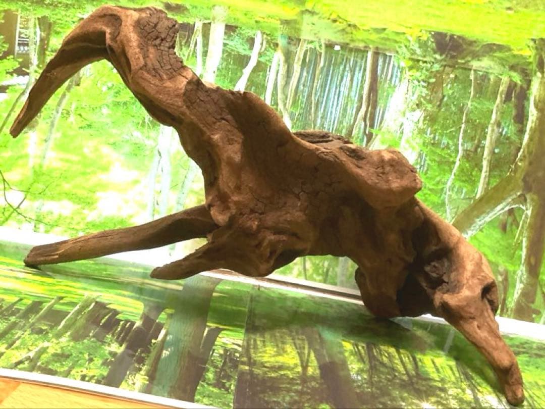 ココタルト　3点♪大ツノ2本のイケメン大型ホーンウッド等