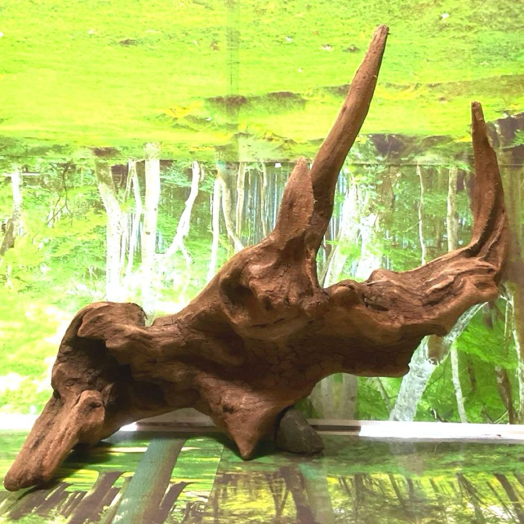 ココタルト　3点♪大ツノ2本のイケメン大型ホーンウッド等