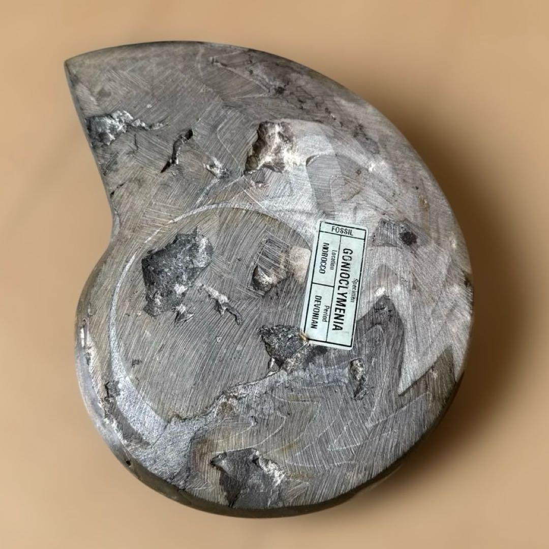 ゴニオクリメニアの化石 アンモナイト モロッコ産 化石 デボン紀