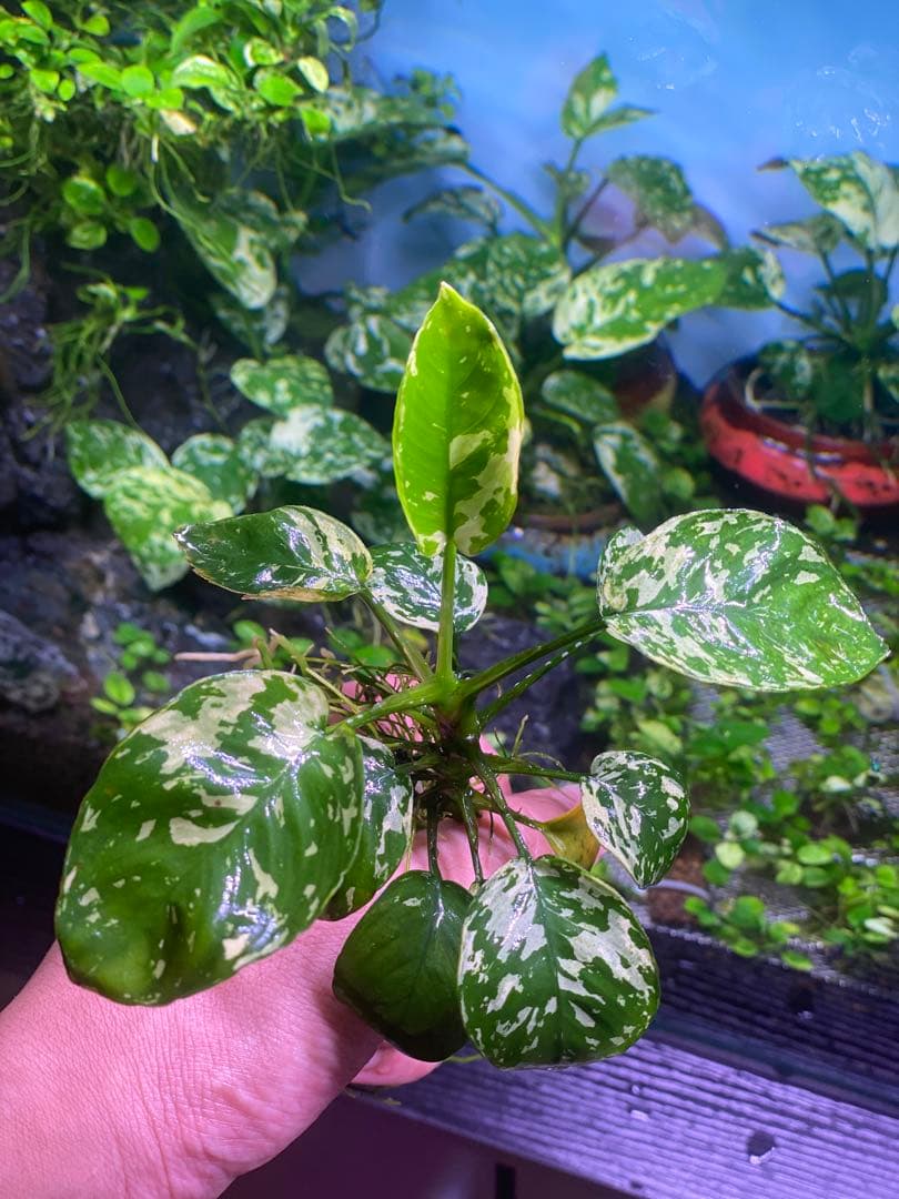 アヌビアスナナ 斑入りキング Anubias Variegated King アヌビアスナナ