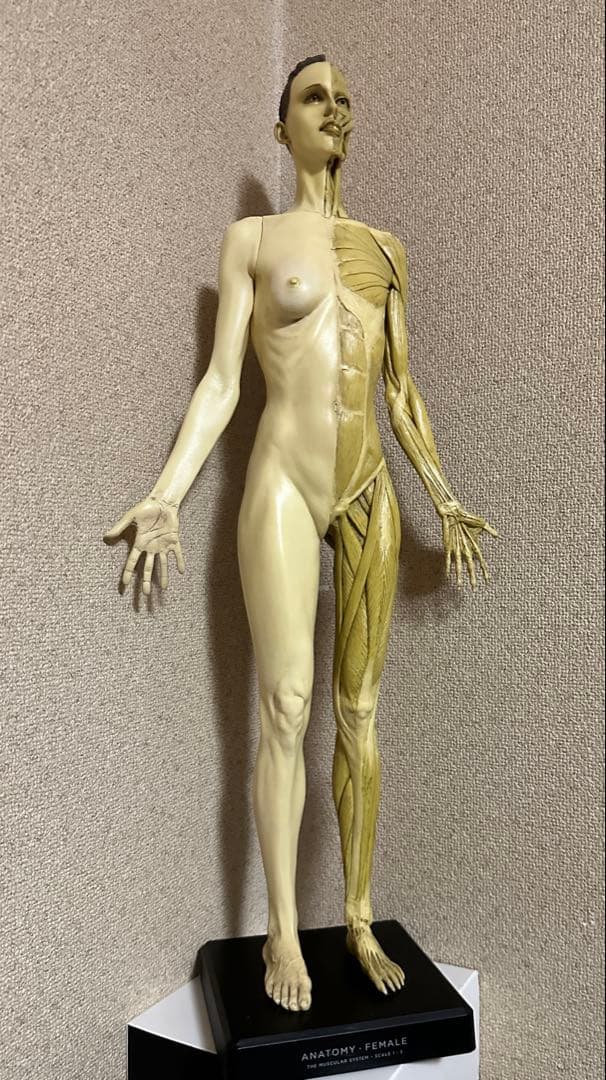 Anatomy Tools ANATOMY 男性 女性 人体模型 アナトミー
