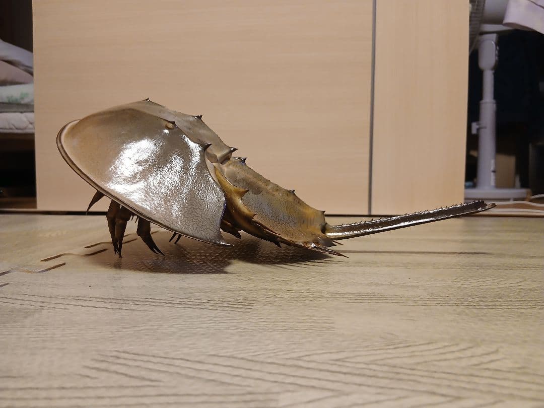 野生カブトガニ脱皮殻 約35センチ B級品 野生 カブトガニ脱皮殻 約38