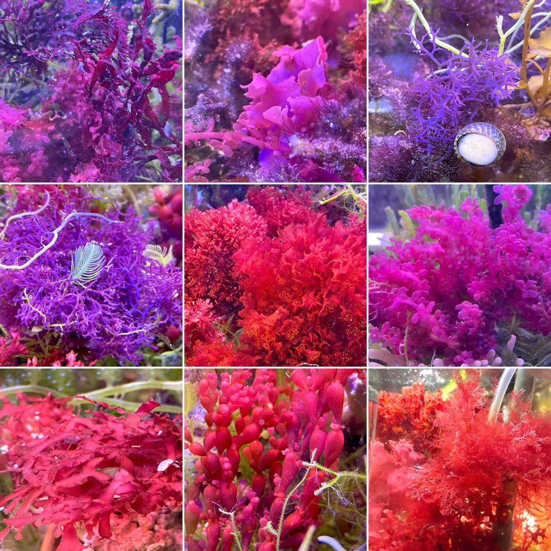 匿名・宅急便】 12/14まで 赤色海藻 セット 紅藻 +褐藻+緑藻 海藻 匿名・