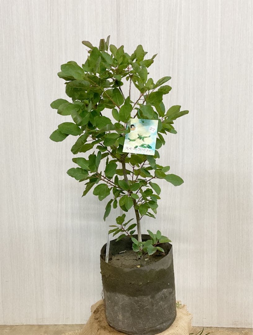 2226様感謝‼️最強運GOLD伊万里錦手 帆かけ舟❌山水❌米俵 在銘八寸皿2