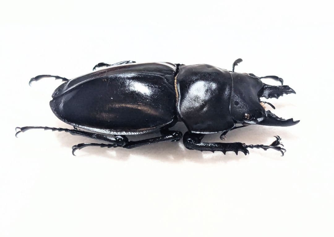 アマミ マルバネ 徳