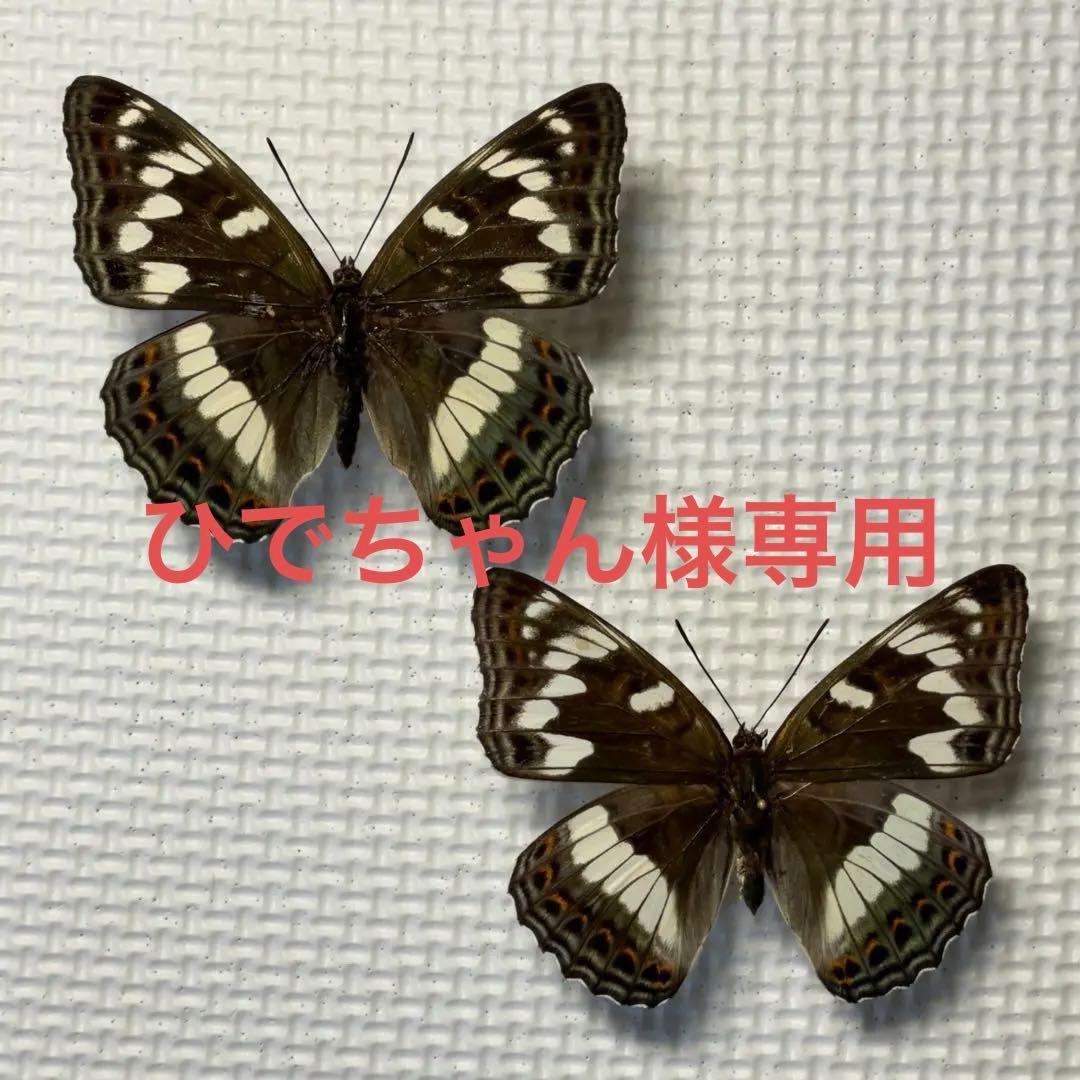 パルナシウス・ジャックエモンティー（オス、インド産）